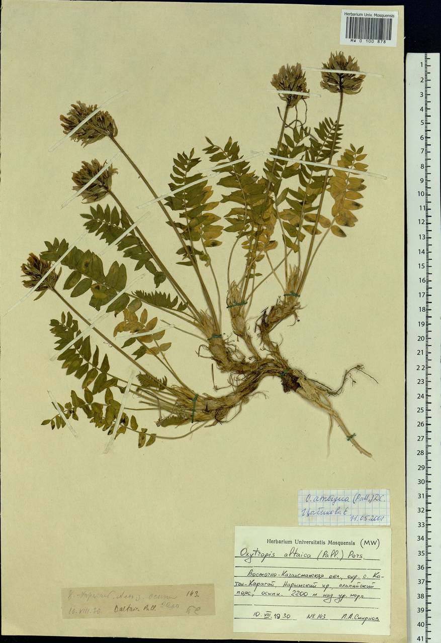 Oxytropis ambigua (Pall.) DC., Siberia, Western (Kazakhstan) Altai Mountains (S2a) (Kazakhstan)