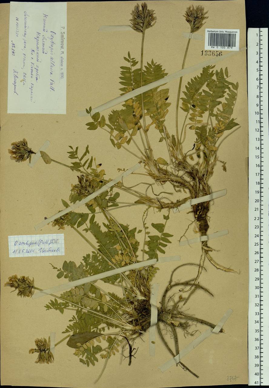 Oxytropis ambigua (Pall.) DC., Siberia, Western (Kazakhstan) Altai Mountains (S2a) (Kazakhstan)