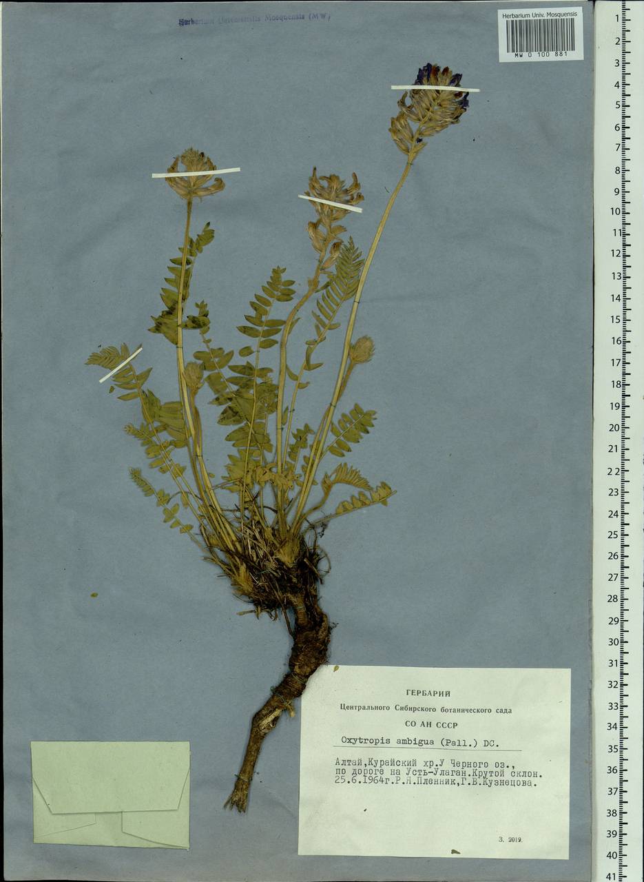 Oxytropis ambigua (Pall.)DC., Siberia, Altai & Sayany Mountains (S2) (Russia)