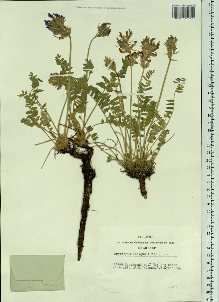 Oxytropis ambigua (Pall.)DC., Siberia, Altai & Sayany Mountains (S2) (Russia)