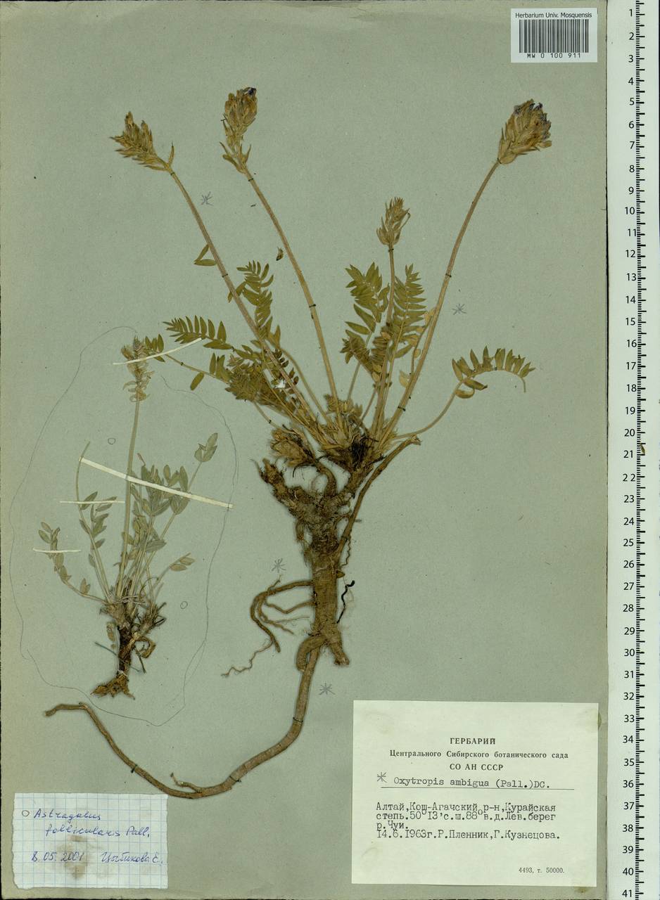 Oxytropis ambigua (Pall.)DC., Siberia, Altai & Sayany Mountains (S2) (Russia)