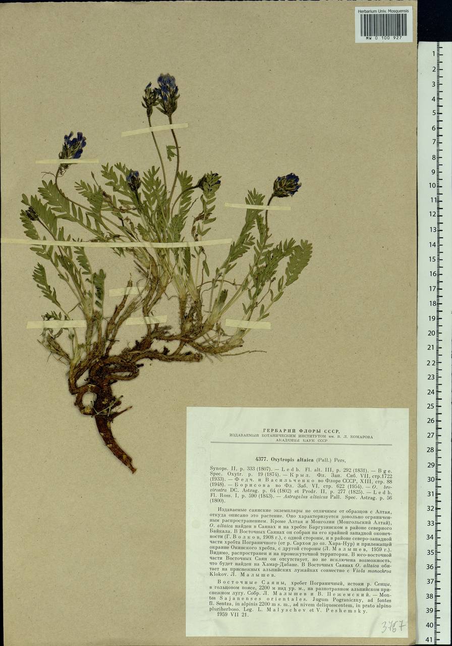 Oxytropis altaica (Pall.) Pers., Siberia, Baikal & Transbaikal region (S4) (Russia)