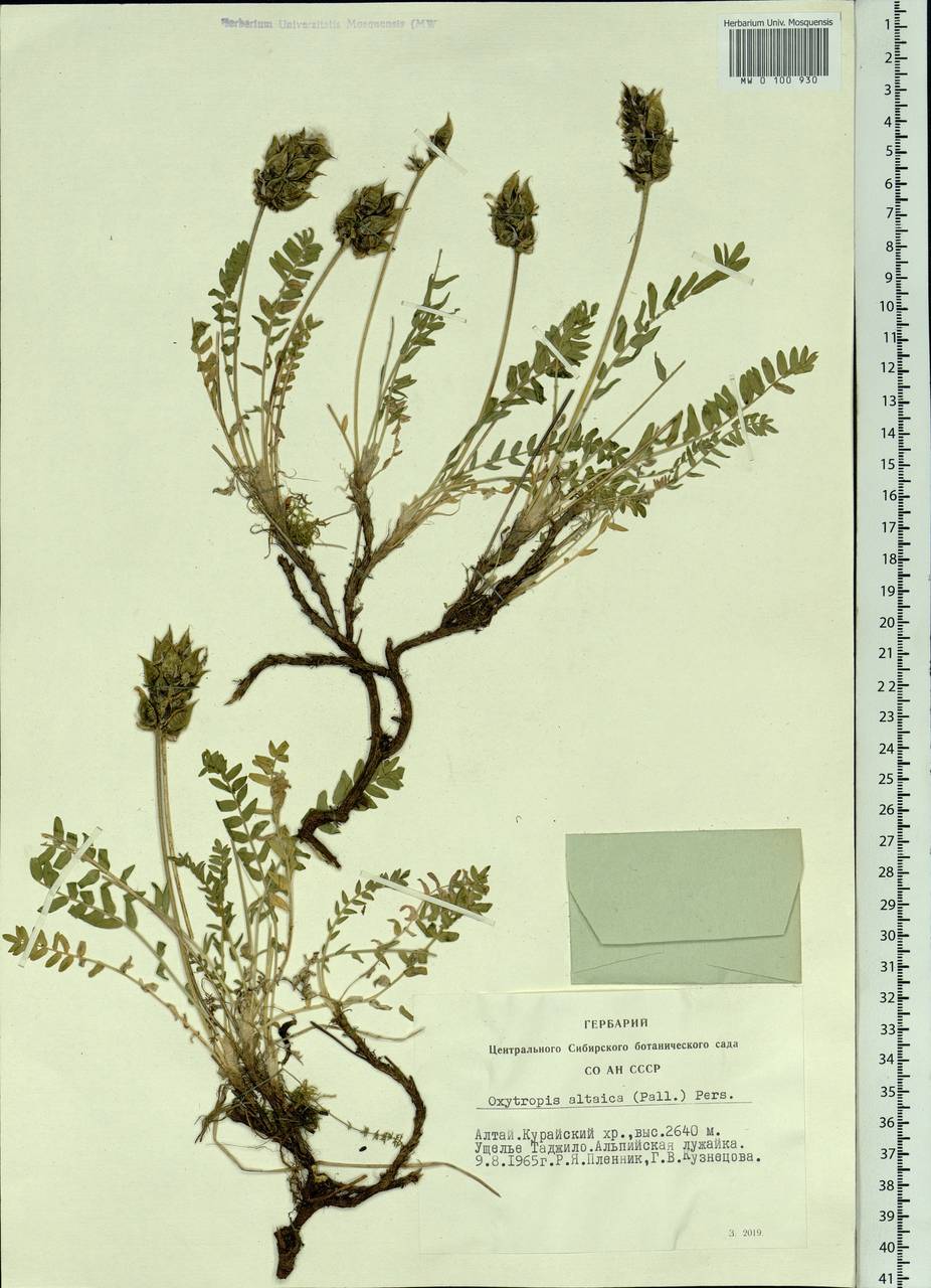 Oxytropis altaica (Pall.) Pers., Siberia, Altai & Sayany Mountains (S2) (Russia)