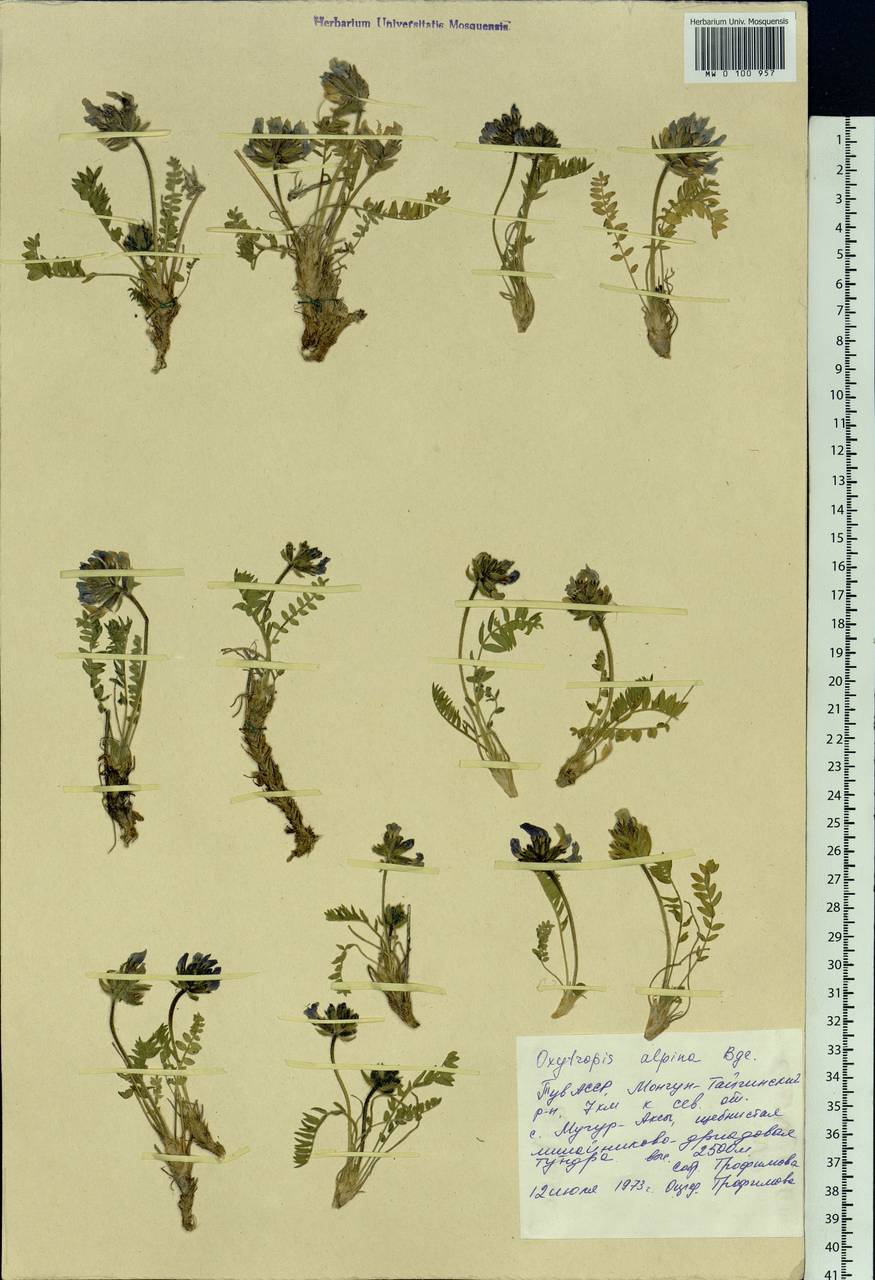 Oxytropis alpina Bunge, Siberia, Altai & Sayany Mountains (S2) (Russia)