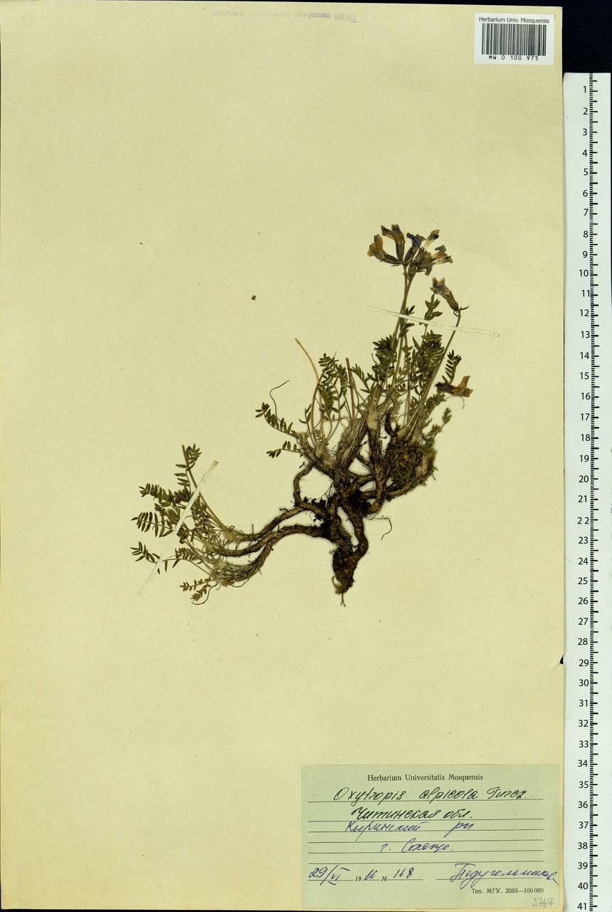 Oxytropis alpicola Turcz., Siberia, Baikal & Transbaikal region (S4) (Russia)