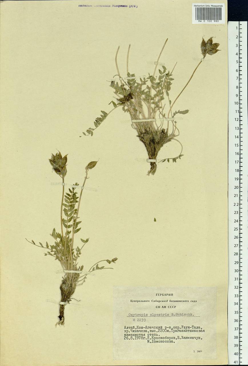 Oxytropis alpestris Schischkin, Siberia, Altai & Sayany Mountains (S2) (Russia)