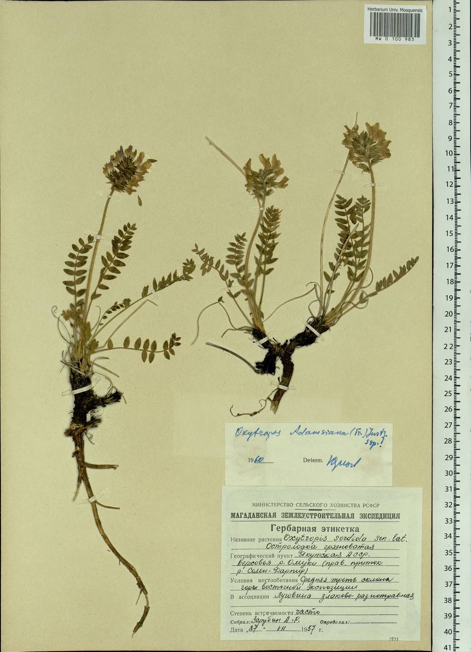 Oxytropis adamsiana (Trautv.)Jurtzev, Siberia, Yakutia (S5) (Russia)
