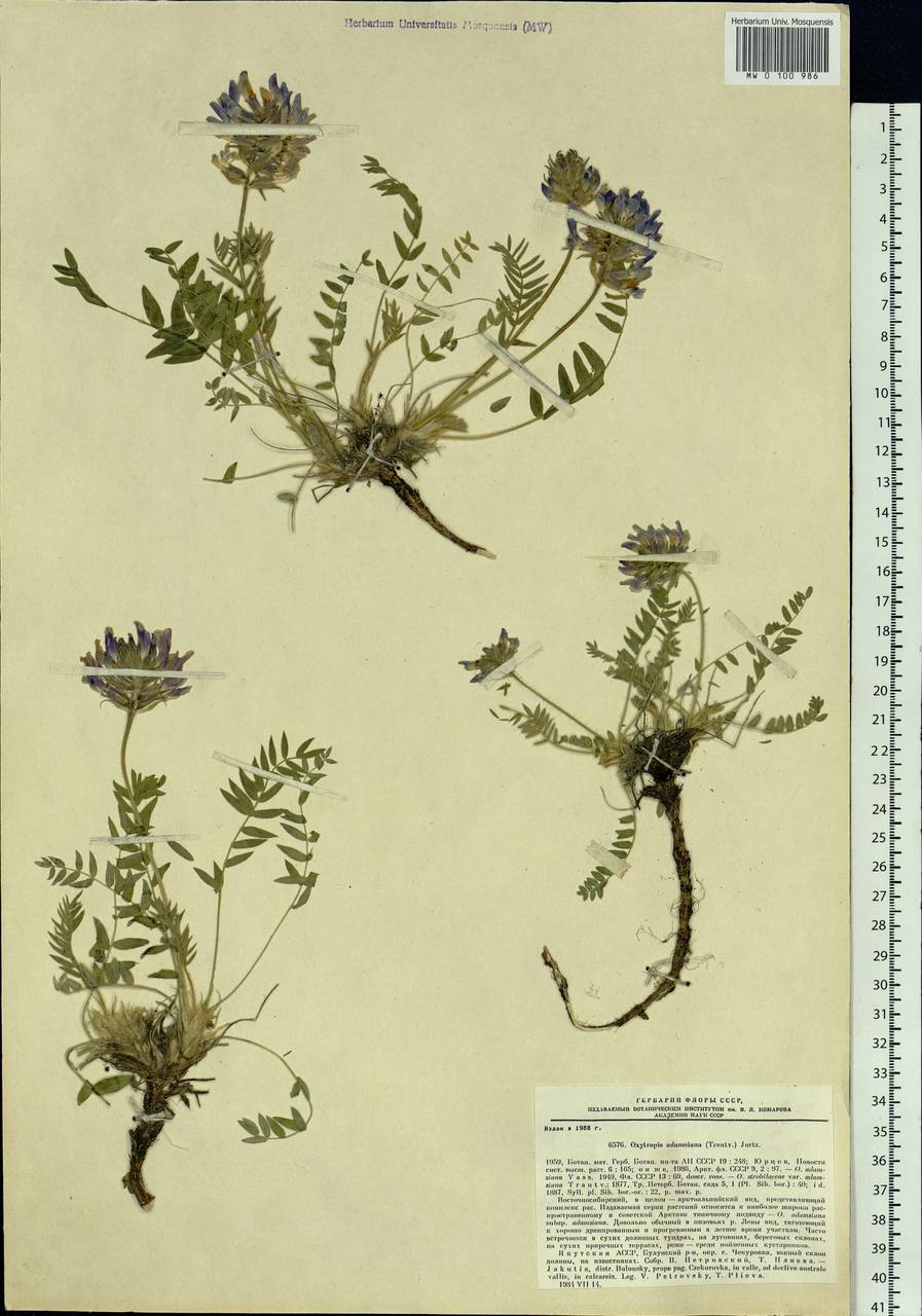 Oxytropis adamsiana (Trautv.)Jurtzev, Siberia, Yakutia (S5) (Russia)