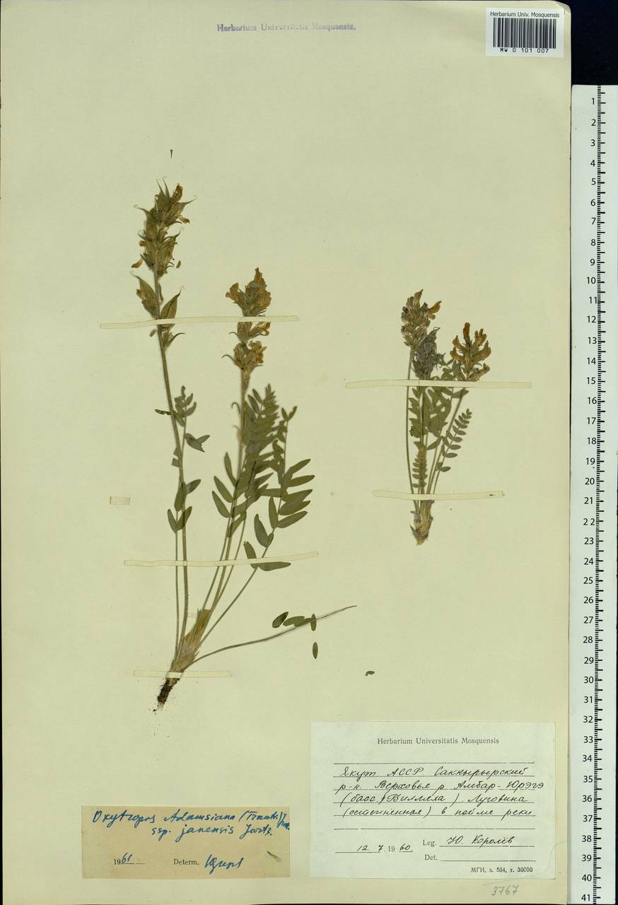 Oxytropis adamsiana (Trautv.)Jurtzev, Siberia, Yakutia (S5) (Russia)