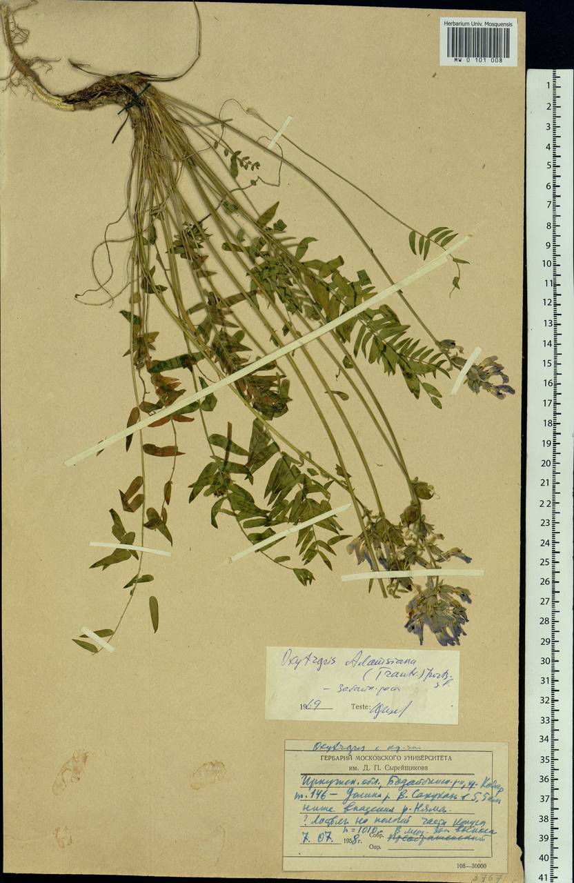 Oxytropis adamsiana (Trautv.)Jurtzev, Siberia, Baikal & Transbaikal region (S4) (Russia)