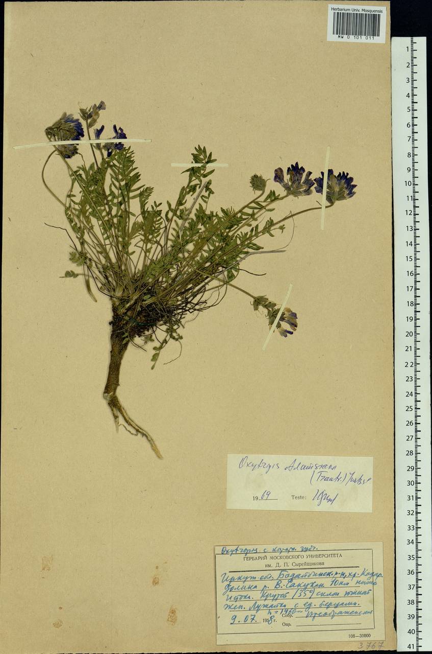 Oxytropis adamsiana (Trautv.) Jurtzev, Siberia, Baikal & Transbaikal region (S4) (Russia)