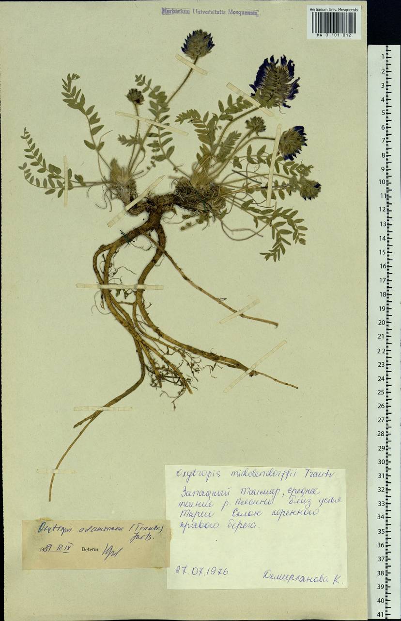 Oxytropis adamsiana (Trautv.)Jurtzev, Siberia, Central Siberia (S3) (Russia)