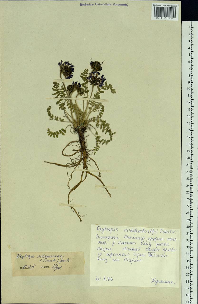 Oxytropis adamsiana (Trautv.)Jurtzev, Siberia, Central Siberia (S3) (Russia)