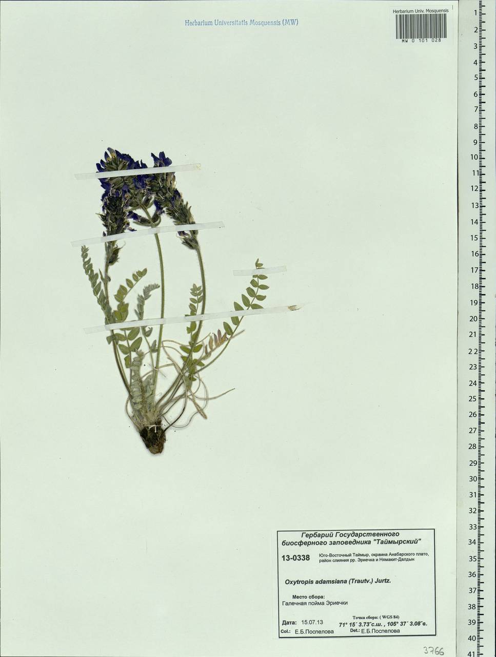 Oxytropis adamsiana (Trautv.) Jurtzev, Siberia, Central Siberia (S3) (Russia)