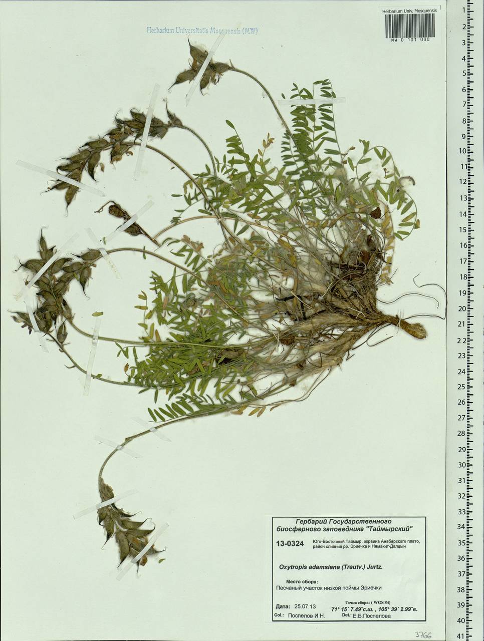 Oxytropis adamsiana (Trautv.) Jurtzev, Siberia, Central Siberia (S3) (Russia)