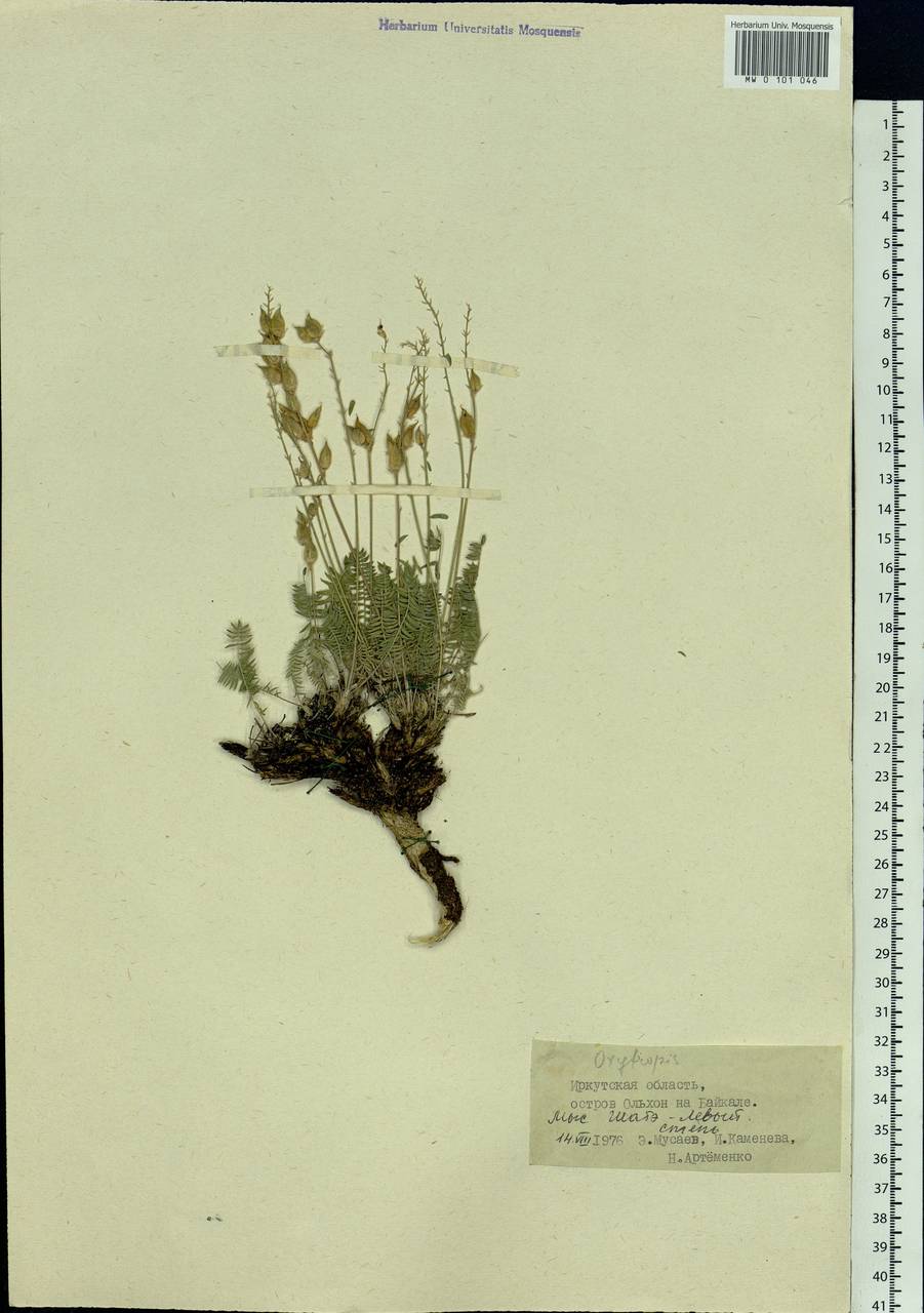 Oxytropis, Siberia, Baikal & Transbaikal region (S4) (Russia)