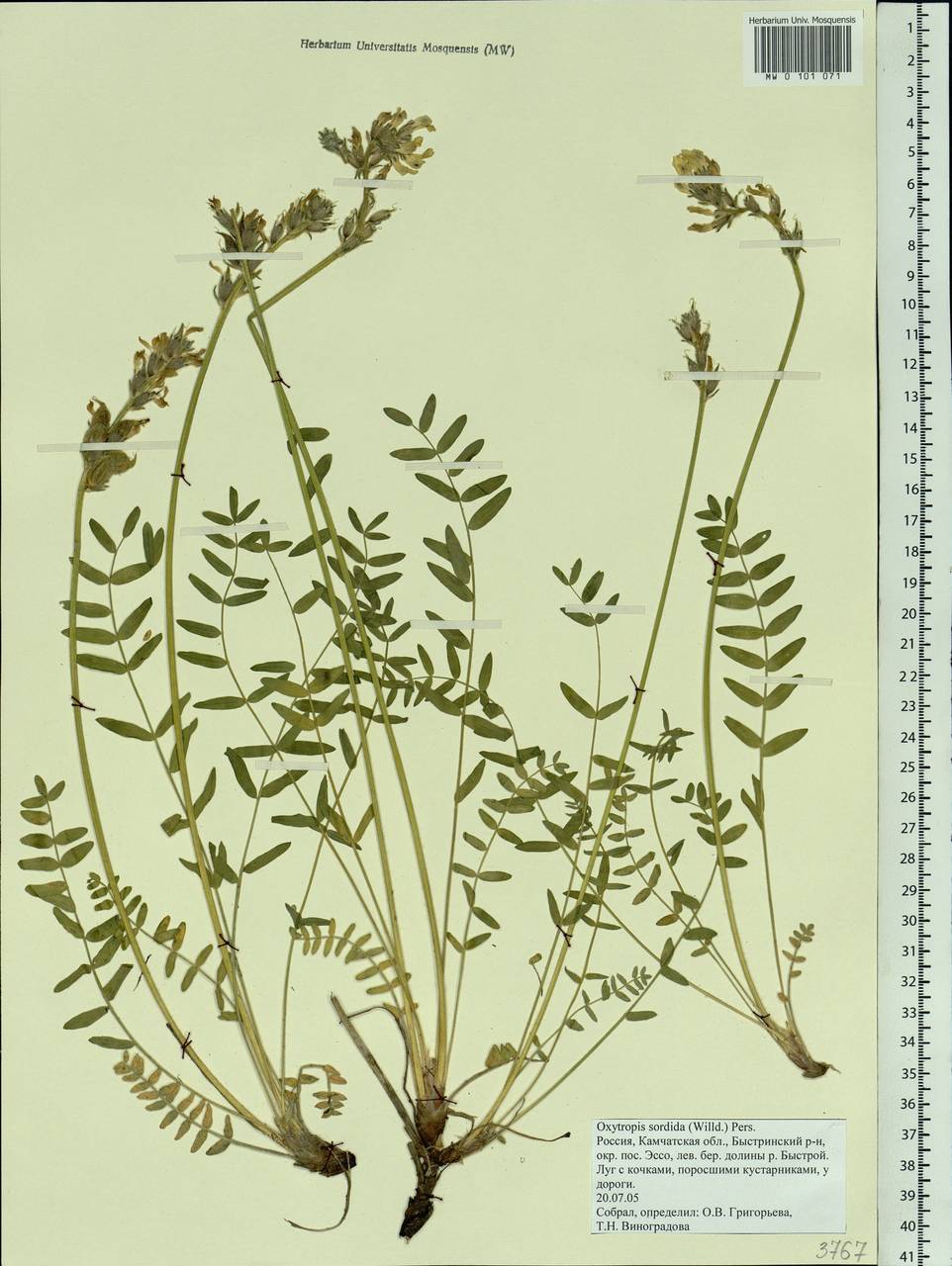 Oxytropis, Siberia, Chukotka & Kamchatka (S7) (Russia)