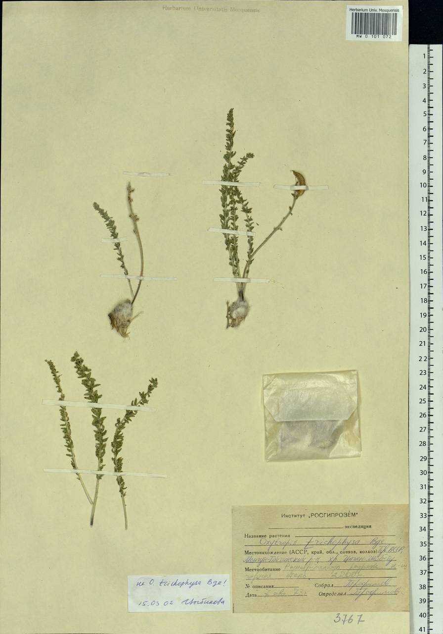 Oxytropis, Siberia, Altai & Sayany Mountains (S2) (Russia)