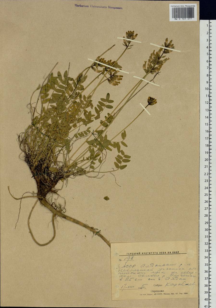 Oxytropis, Siberia, Yakutia (S5) (Russia)