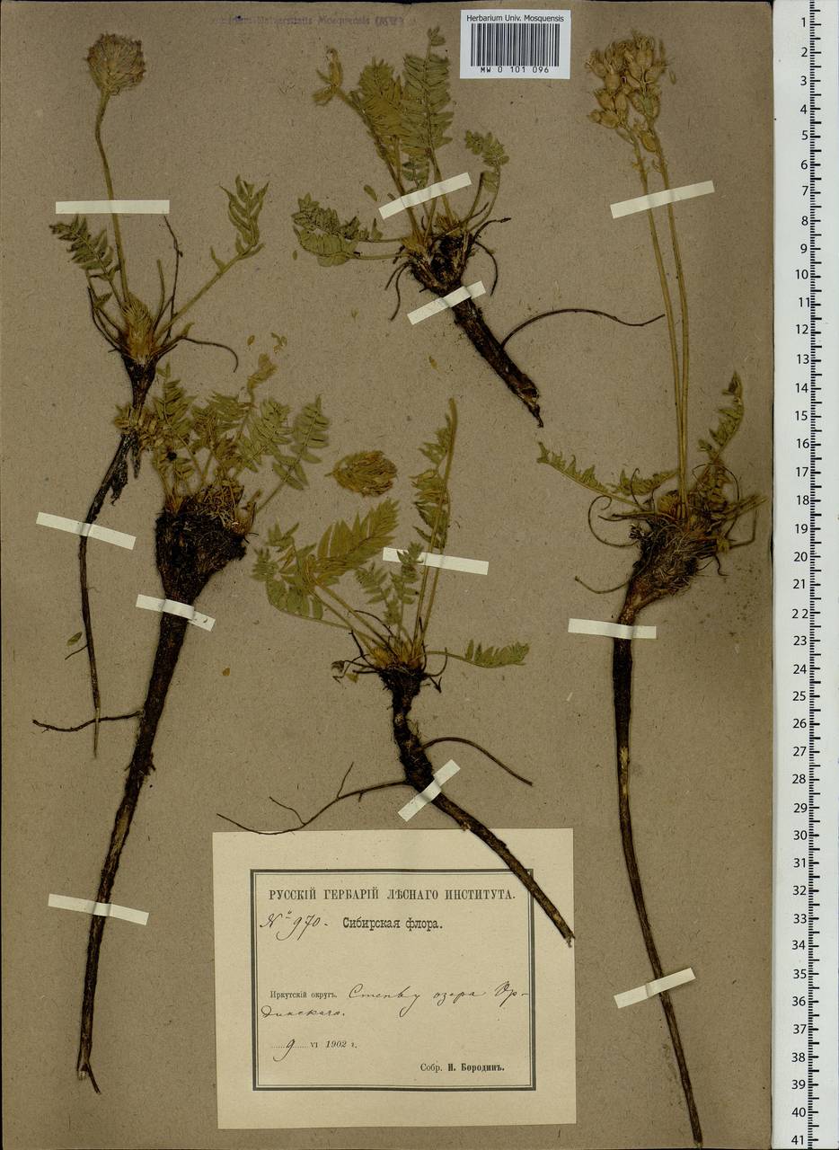 Oxytropis, Siberia, Baikal & Transbaikal region (S4) (Russia)