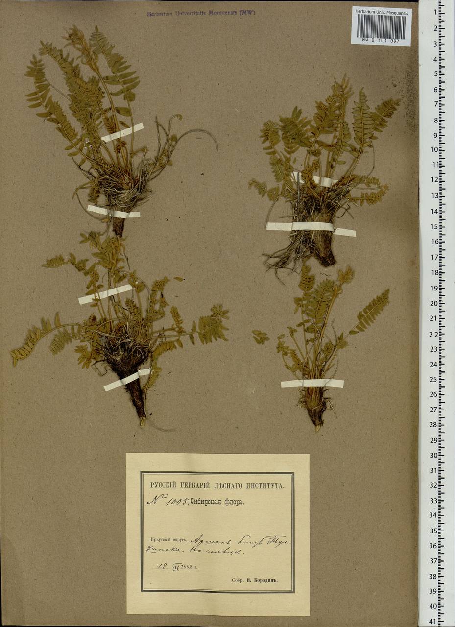 Oxytropis, Siberia, Baikal & Transbaikal region (S4) (Russia)