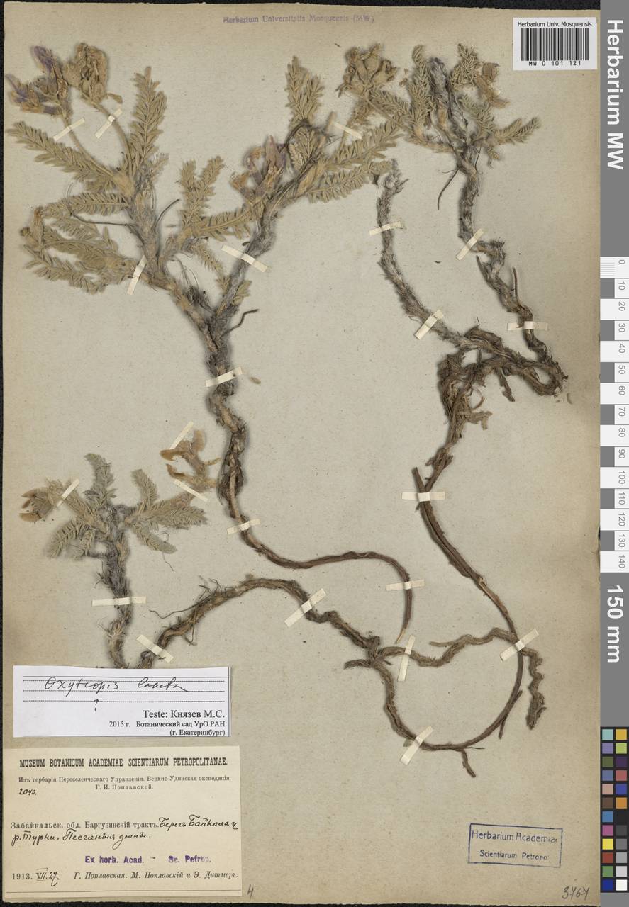 Oxytropis lanata (Pall.) DC., Siberia, Baikal & Transbaikal region (S4) (Russia)