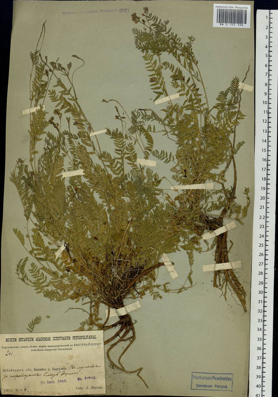 Oxytropis, Siberia, Baikal & Transbaikal region (S4) (Russia)