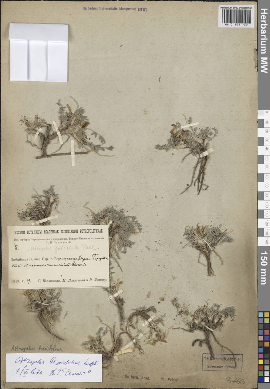 Astragalus brevifolius Ledeb., Siberia, Baikal & Transbaikal region (S4) (Russia)