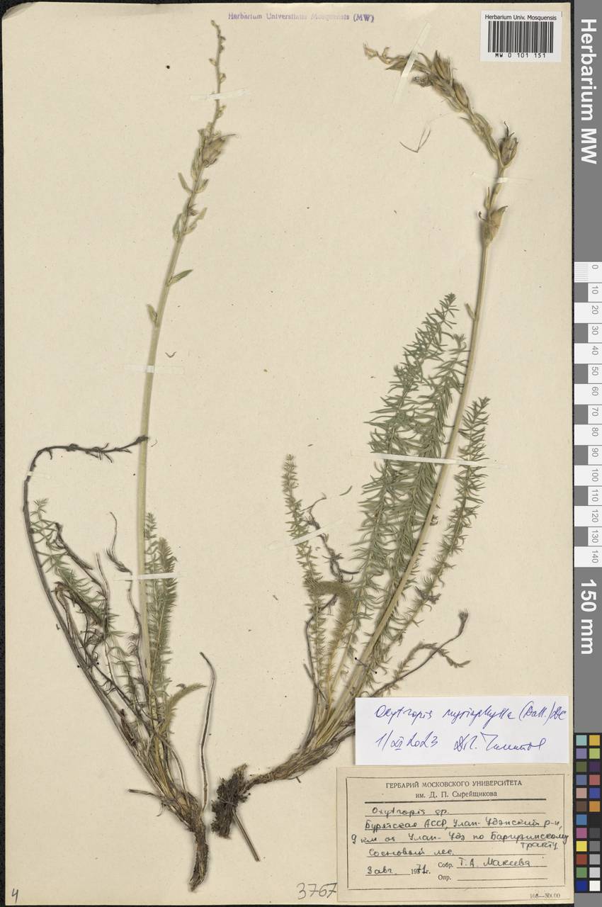 Oxytropis myriophylla (Pall.) DC., Siberia, Baikal & Transbaikal region (S4) (Russia)