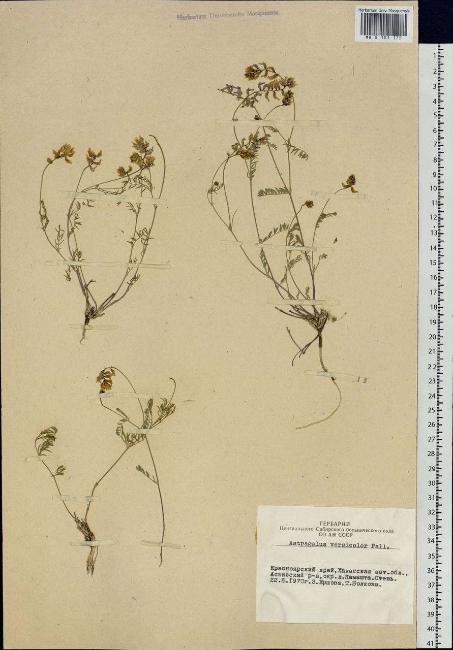 Astragalus versicolor Pall., Siberia, Altai & Sayany Mountains (S2) (Russia)