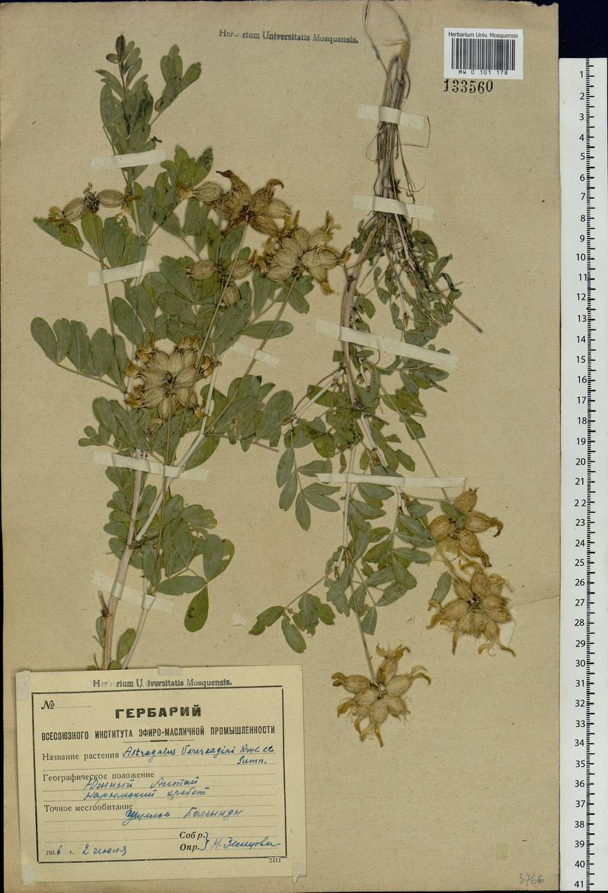 Astragalus veresczaginii Krylov & Sumnev., Siberia, Western (Kazakhstan) Altai Mountains (S2a) (Kazakhstan)