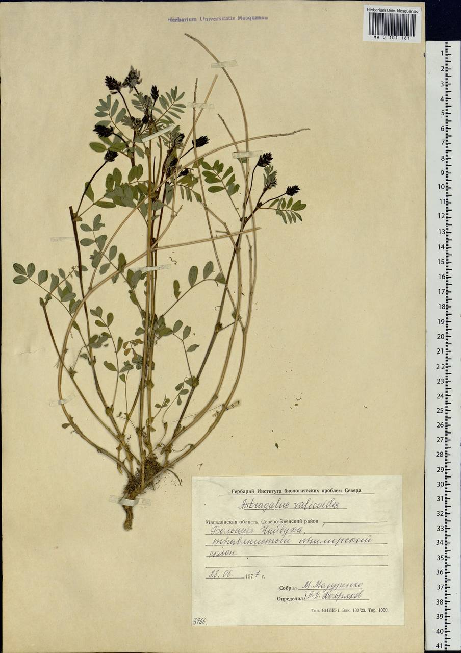 Astragalus vallicoloides Khokhr., Siberia, Chukotka & Kamchatka (S7) (Russia)