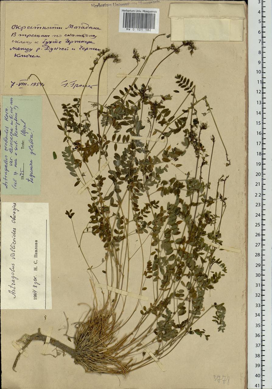 Astragalus vallicoloides Khokhr., Siberia, Chukotka & Kamchatka (S7) (Russia)