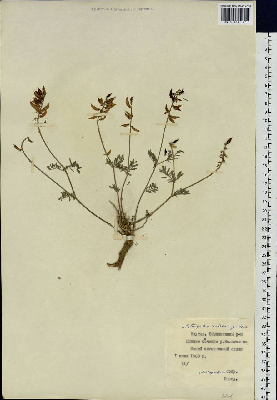 Astragalus vallicola Gontsch., Siberia, Yakutia (S5) (Russia)