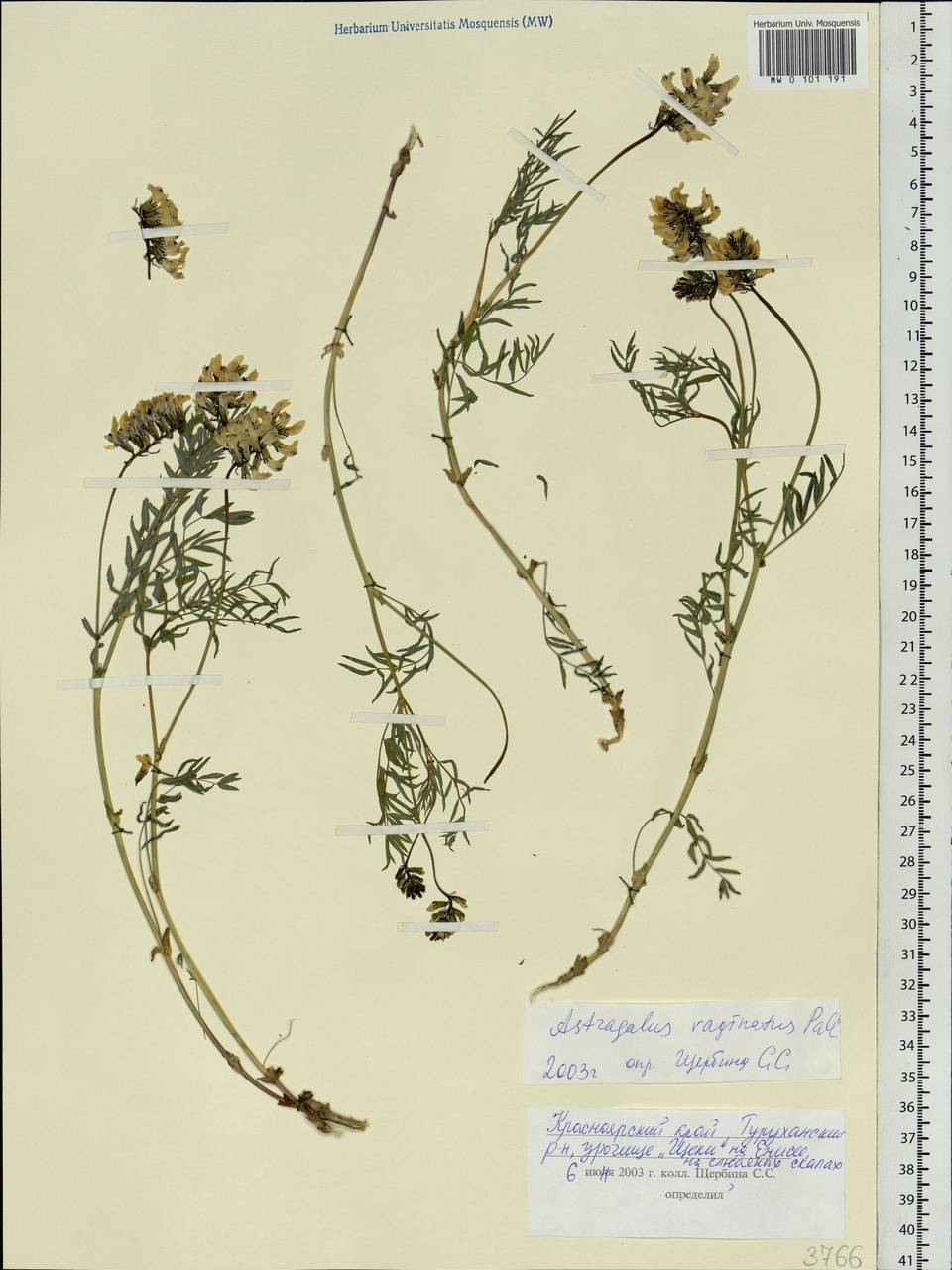 Astragalus vaginatus Pall., Siberia, Central Siberia (S3) (Russia)