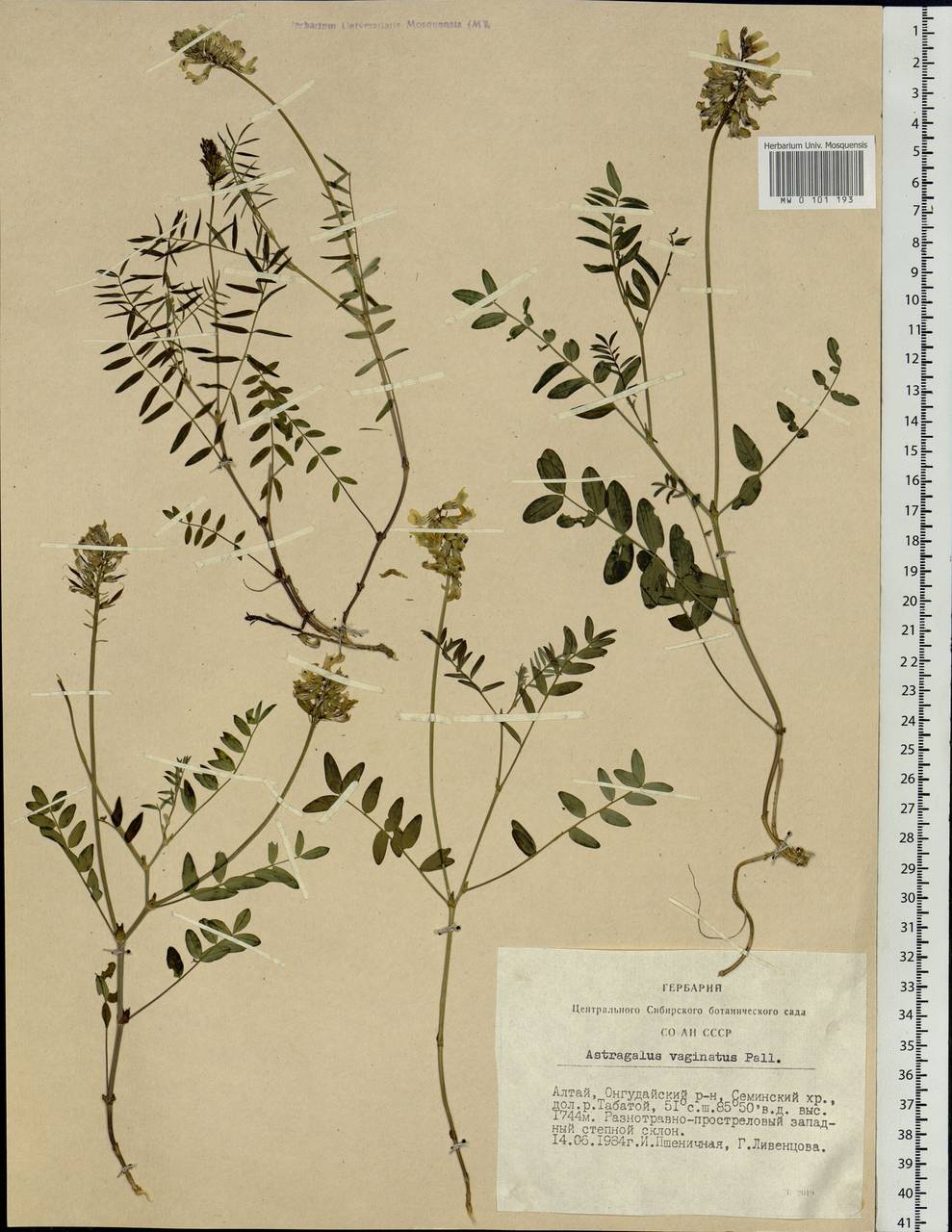 Astragalus vaginatus Pall., Siberia, Altai & Sayany Mountains (S2) (Russia)
