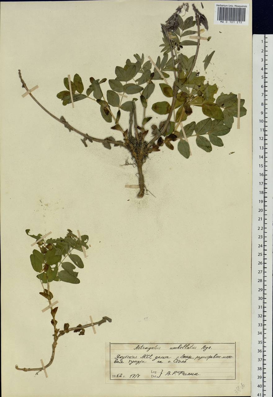 Astragalus umbellatus Bunge, Siberia, Yakutia (S5) (Russia)