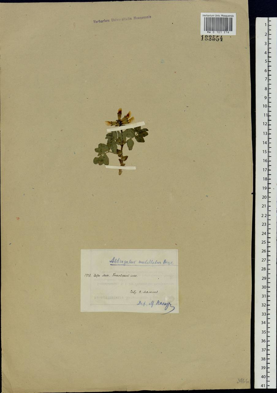 Astragalus umbellatus Bunge, Siberia, Yakutia (S5) (Russia)