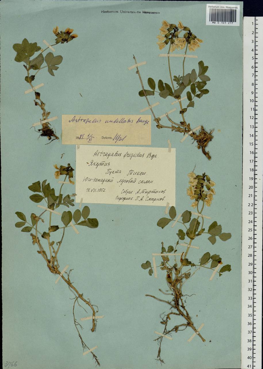 Astragalus umbellatus Bunge, Siberia, Yakutia (S5) (Russia)