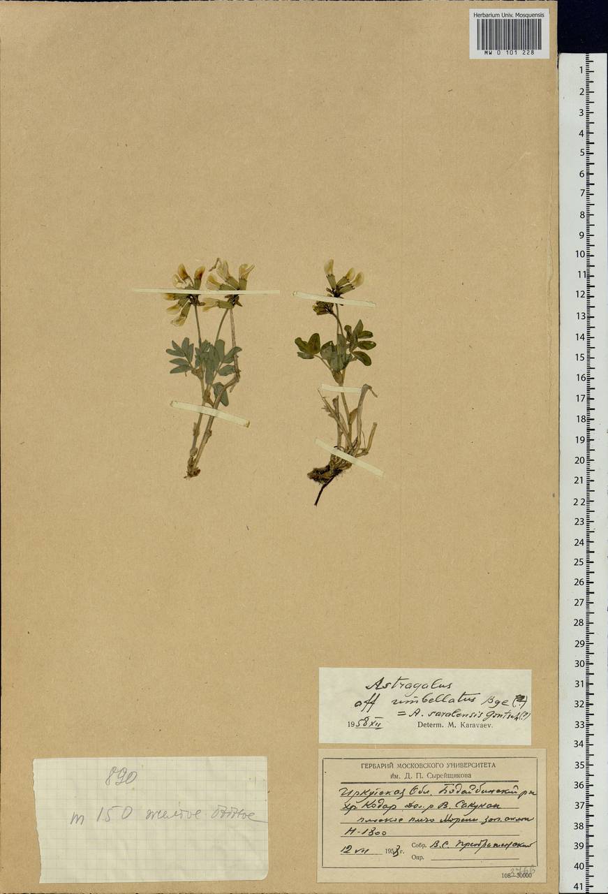 Astragalus umbellatus Bunge, Siberia, Baikal & Transbaikal region (S4) (Russia)