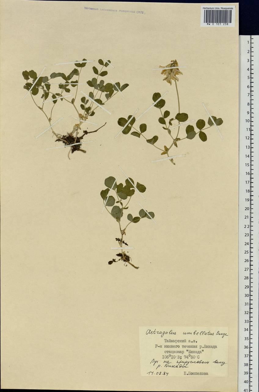 Astragalus umbellatus Bunge, Siberia, Central Siberia (S3) (Russia)