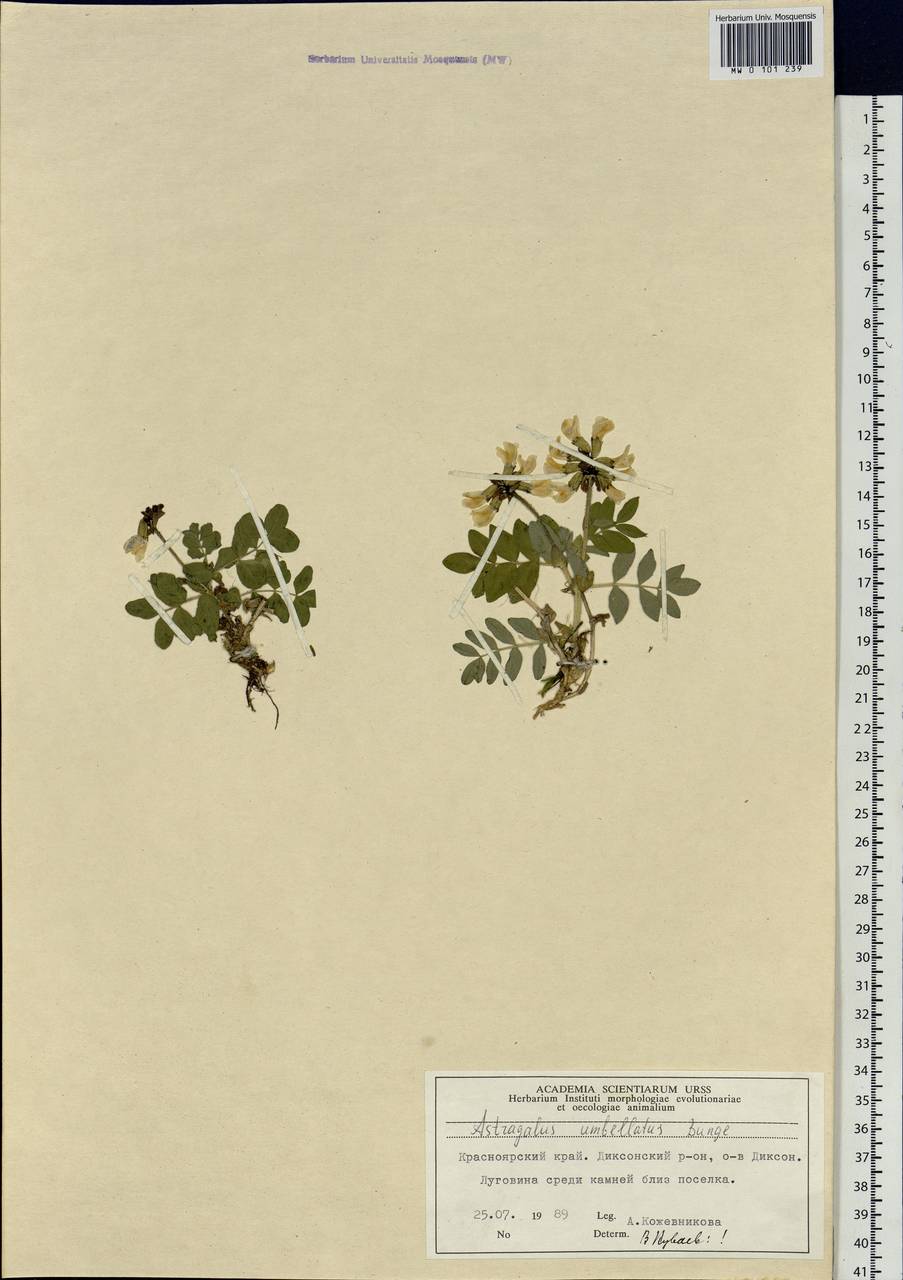 Astragalus umbellatus Bunge, Siberia, Central Siberia (S3) (Russia)