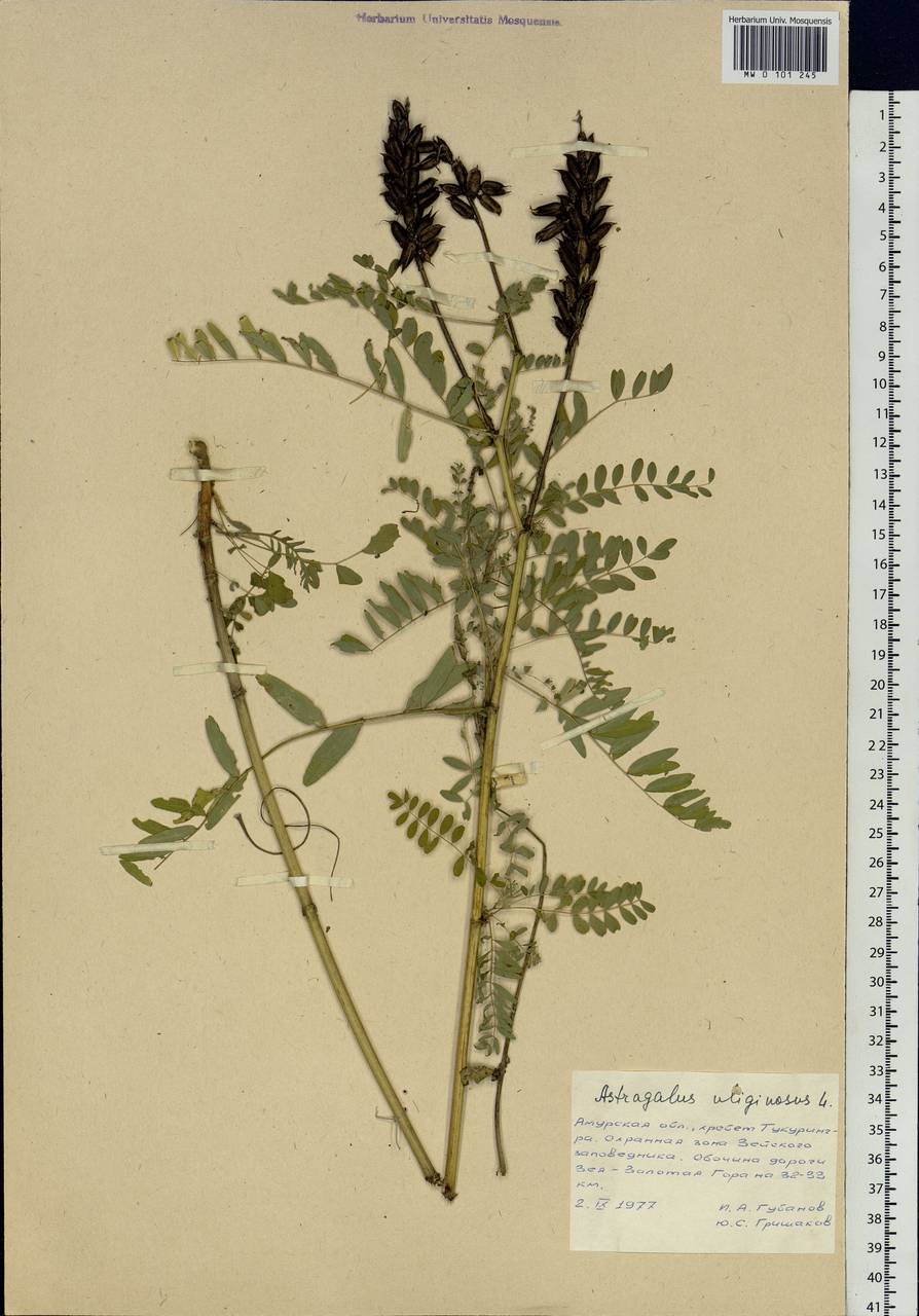 Astragalus uliginosus L., Siberia, Russian Far East (S6) (Russia)