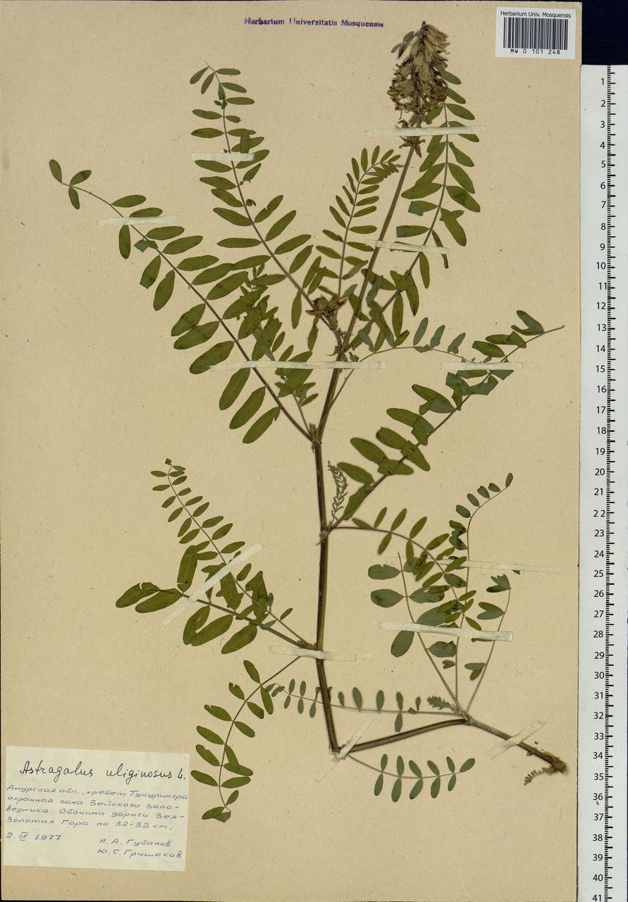 Astragalus uliginosus L., Siberia, Russian Far East (S6) (Russia)