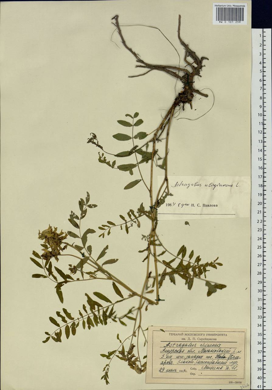 Astragalus uliginosus L., Siberia, Russian Far East (S6) (Russia)
