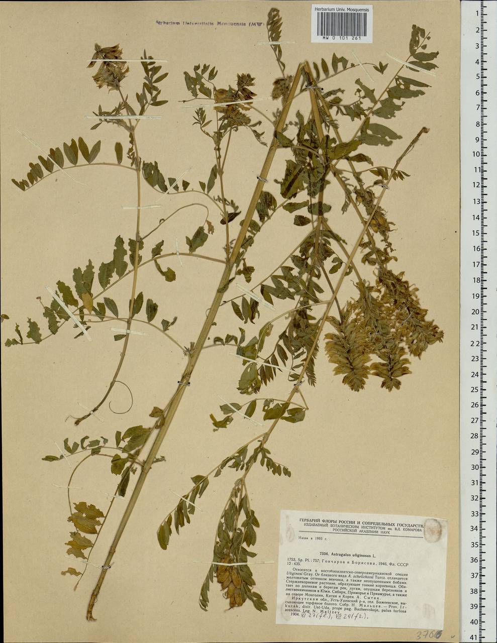 Astragalus uliginosus L., Siberia, Baikal & Transbaikal region (S4) (Russia)