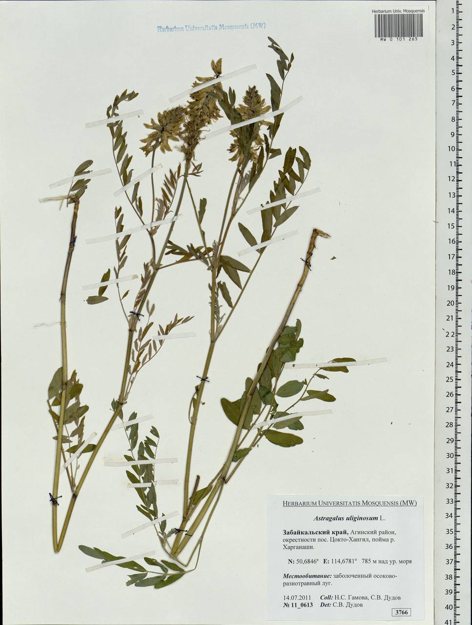 Astragalus uliginosus L., Siberia, Baikal & Transbaikal region (S4) (Russia)