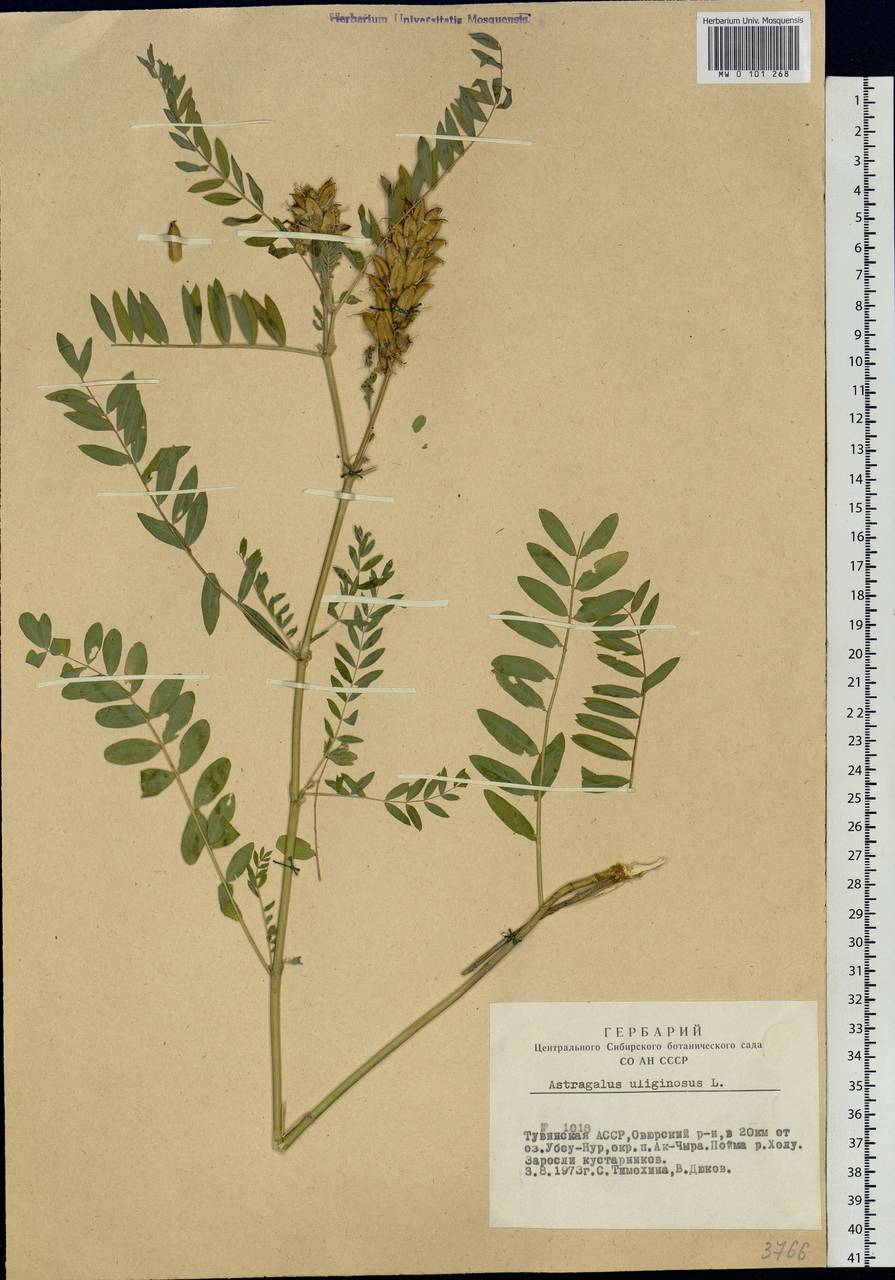 Astragalus uliginosus L., Siberia, Altai & Sayany Mountains (S2) (Russia)