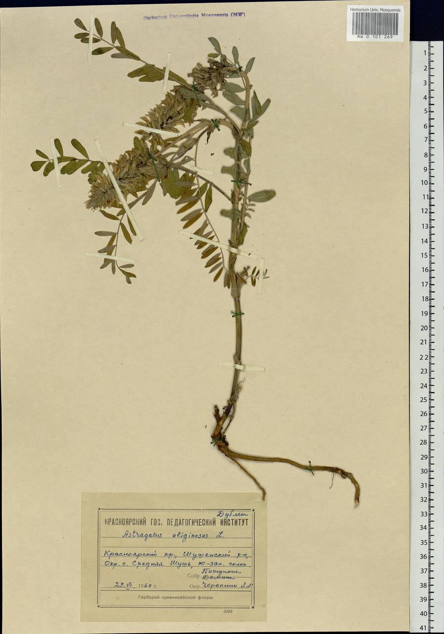 Astragalus uliginosus L., Siberia, Altai & Sayany Mountains (S2) (Russia)