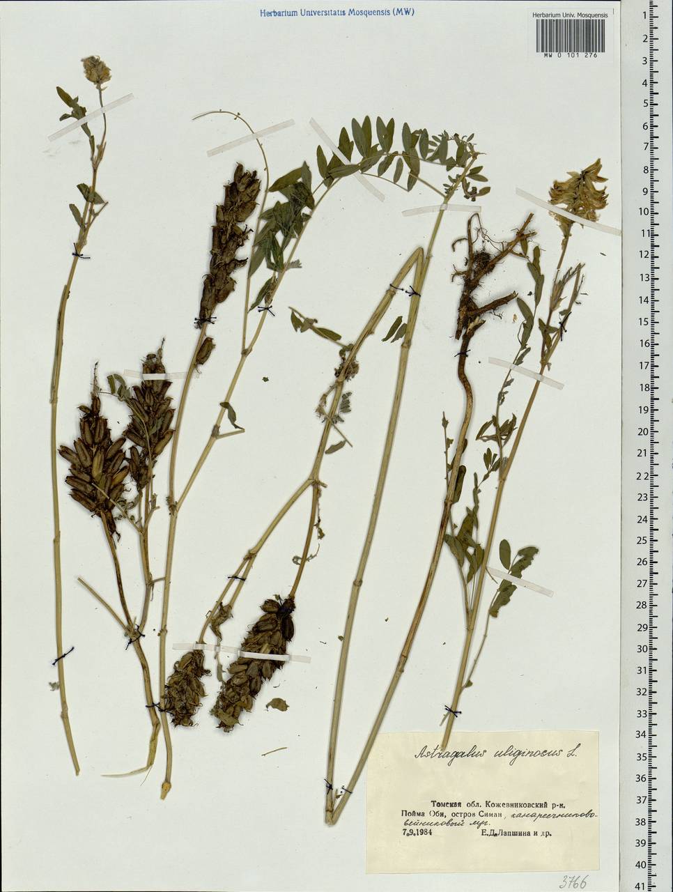 Astragalus uliginosus L., Siberia, Western Siberia (S1) (Russia)